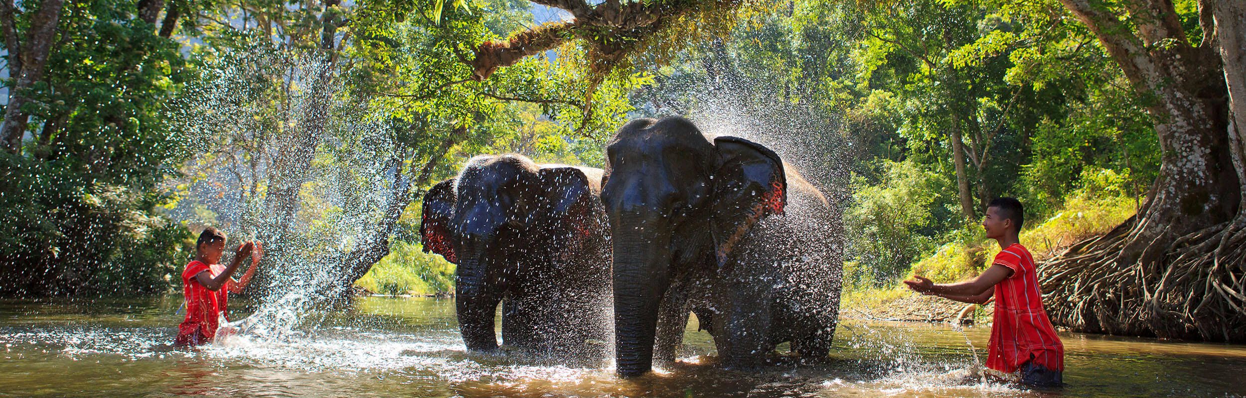 phuket elephant sanctuary park tour