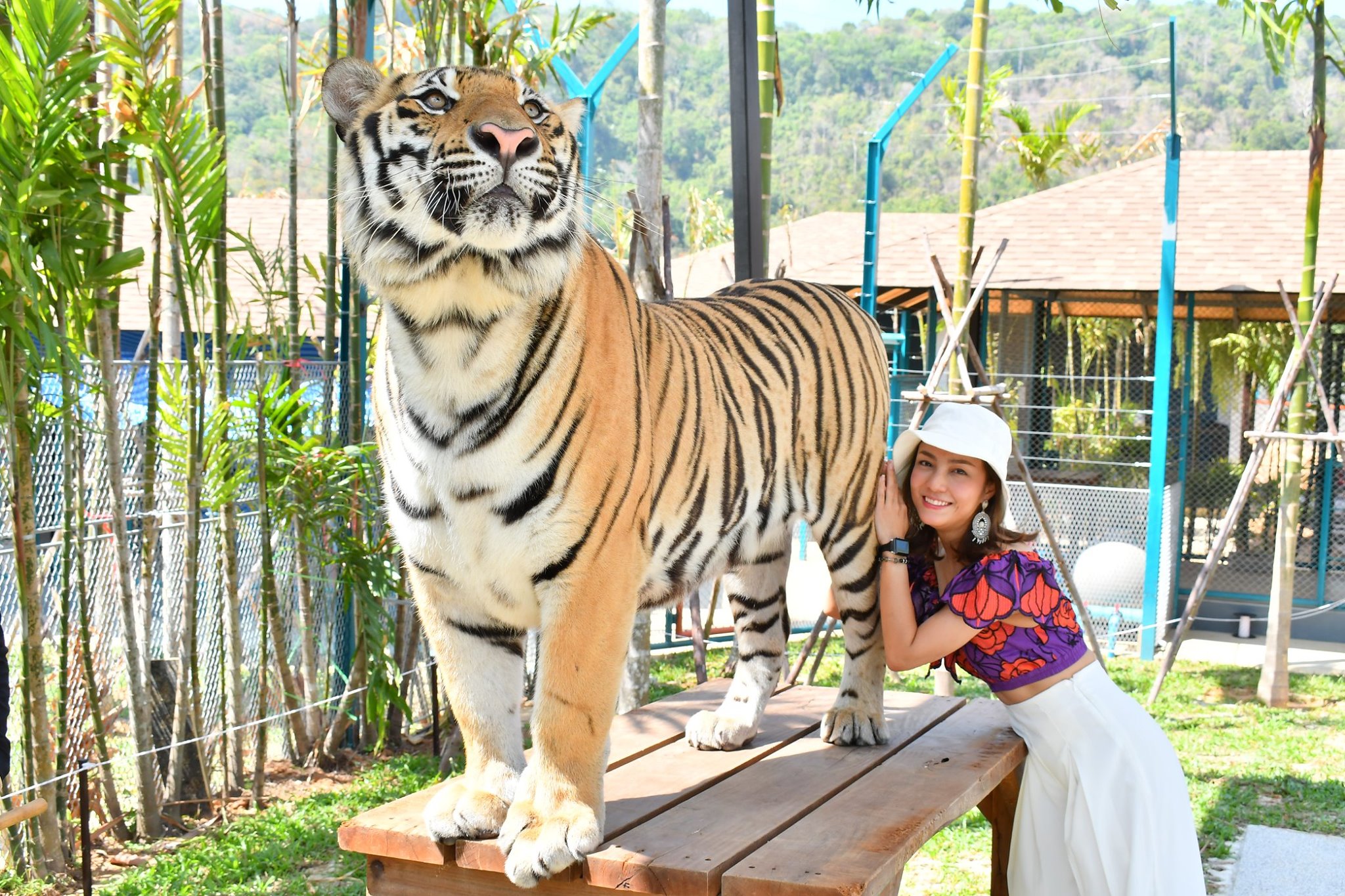 Phuket Tiger park